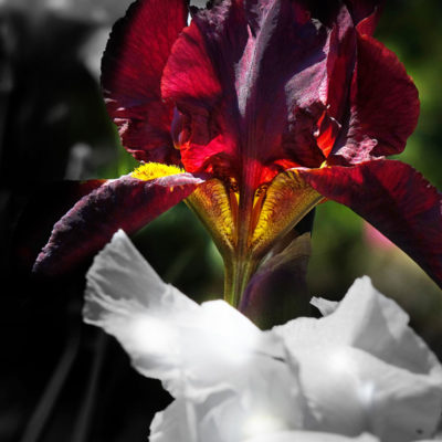 iris rouges / Reproduction interdite © Carles Prat