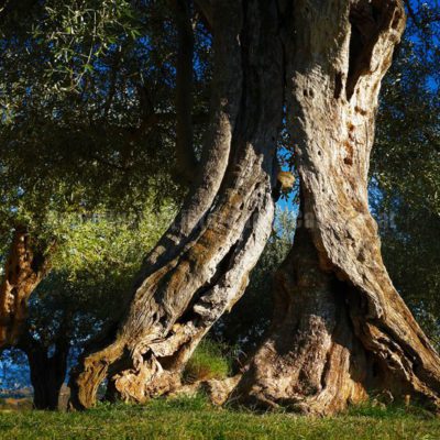 Les oliviers de Saint Paul / Reproduction interdite © Carles Prat