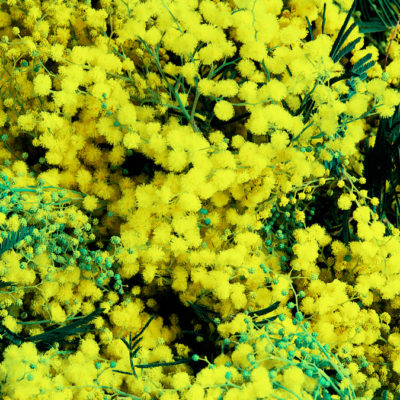 Temps de mimoses à Ceret / Reproduction interdite © Carles Prat