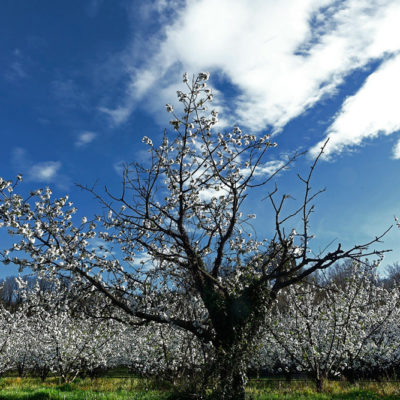 Cerisiers / Reproduction interdite © Carles Prat